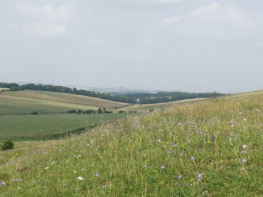 View of the Downs, Wiltshire (Wilts), England
