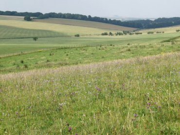 View of Scabious flowers on Knap Hill, Pewsey Down, Marlborough, Wiltshire (Wilts), England