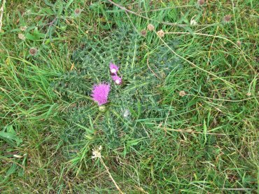 Photograph of a Dwarf Thistle (Cirsium acaulon), Knap Hill, Pewsey Down, Marlborough, Wiltshire (Wilts), England