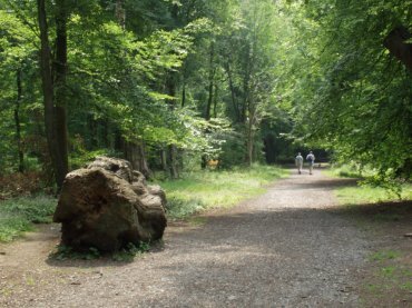 Scene showing Savernake Forest, Marlborough, Wiltshire (Wilts), England