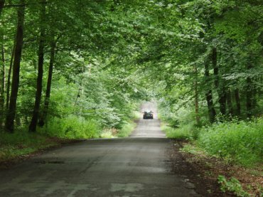 View of Grand Avenue, Savernake Forest, Marlborough, Wiltshire (Wilts), England