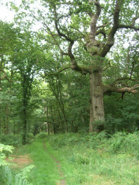 Photograph of a large Sweet Chestnut, Savernake Forest, Marlborough, Wiltshire (Wilts), England