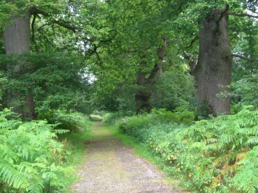 View of a path, Savernake Forest, Marlborough, Wiltshire (Wilts), England