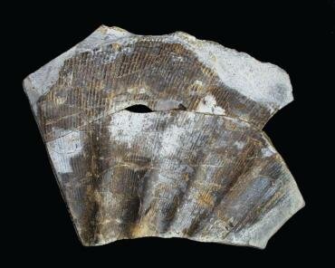Photograph of a fragment of an ammonite, Phylloceras sp., from Kettleness, North Yorkshire, England