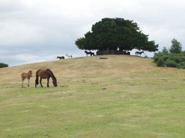 Photograph of New Forest ponies, Hampshire (Hants), England