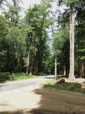 Photograph of the New Forest, Hampshire (Hants), England