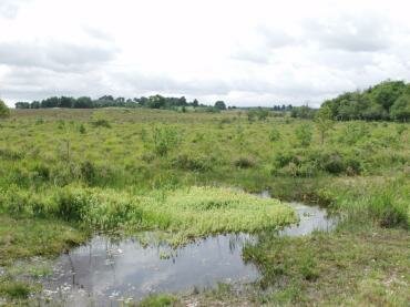 Photograph of open heathland, The New Forest, Hampshire (Hants), England