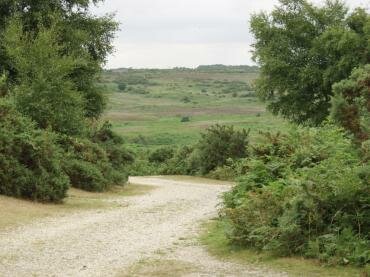Photograph of open heathland, New Forest, Hampshire (Hants), England