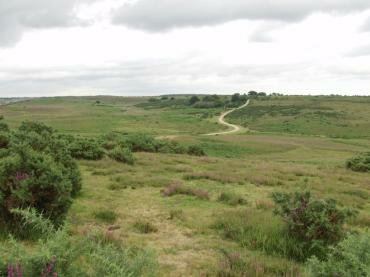 Photograph of open heath, New Forest, Hampshire (Hants), England