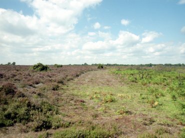 Photograph of open heathland, New Forest, Hampshire (Hants), England