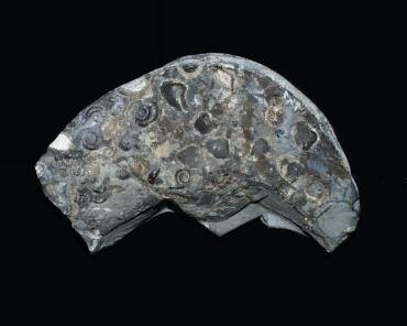 Photograph of a fossiliferous nodule from the Upper Lias at Port Mulgrave, North Yorkshire, England