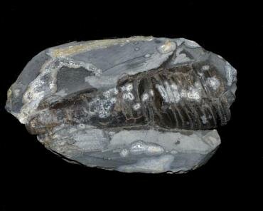 Photograph of a phragmacone from the Upper Lias shales at Kettleness, North Yorkshire, England