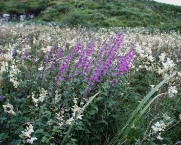Photograph of Purple Loosestrife and Meadowsweet - wild flowers on the Ardnamurchan Peninsula