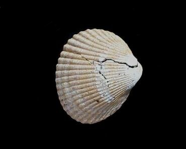 Photograph of Cardium (Acanthocardia) parkinsoni, Walton-on-the-Naze, England