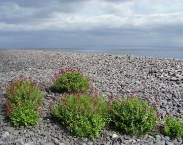 Picture of Red Valerian (Centranthus ruber) at Porlock Weir, Somerset, England