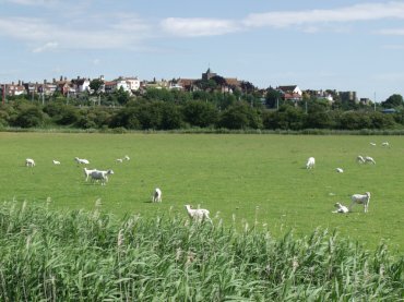 View of Rye from Romney Marsh, Sussex, England, Great Britain