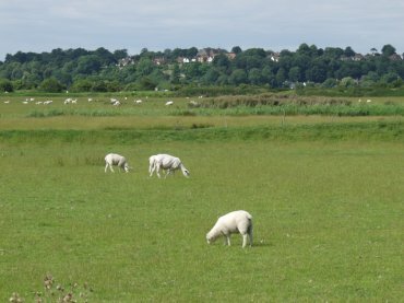 View of Winchelsea from Romney Marsh, Sussex, England, Great Britain