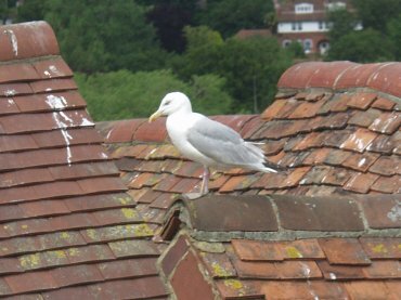 Herring Gull, Rye, Sussex, England, Great Britain