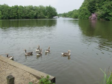 View of Salhouse Broad, Salhouse, Norfolk Broads, Norfolk, England