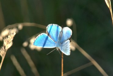 View of an Adonis Blue butterfly, Figsbury Ring, Salisbury, Wiltshire (Wilts), England