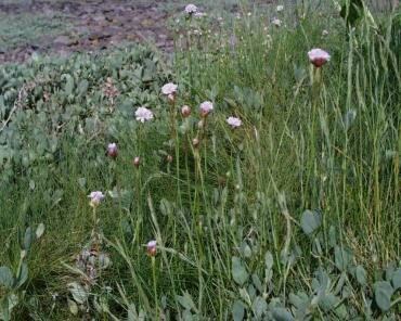 Sea Thrift (Armeria maritima) on the shingle bar at Porlock Weir, Somerset, England