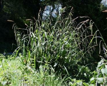 Pendulous Sedge (Carex pendula) near Porlock Weir, Somerset, 