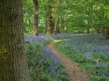 Bluebells (Hyacinthoides non-scriptus) in Shut Heath Wood, Great Braxted, Essex, England