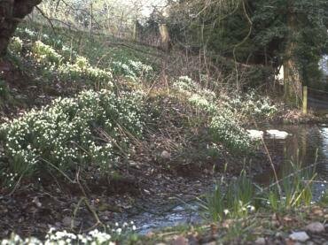 Snowdrops, Black Mountains, Brecknockshire, Wales