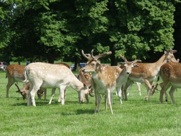 View of Fallow Deer, Burghley Park, Stamford, Lincolnshire, England