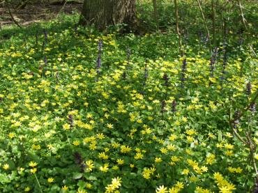 Lesser Celendine (Ranunculus ficaria) and some Bugle (Ajuga reptans) near Tiptree, Essex, England