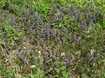 Bugle (Ajuga reptans) near Tiptree, Essex, England