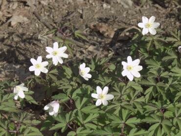 Wood Anemone (Anemone nemorosa) near Tiptree, Essex, England