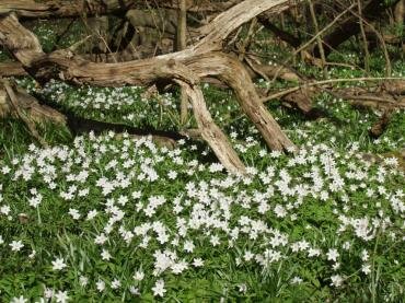 Wood Anemone (Anemone nemorosa) near Tiptree, Essex, England