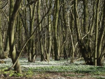 Wood Anemone (Anemone nemorosa) near Tiptree, Essex, England