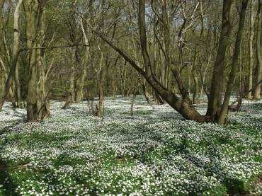Wood Anemone (Anemone nemorosa) near Tiptree, Essex, England