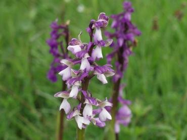 Green Winged orchids (Orchis morio), near Tiptree, Essex, England