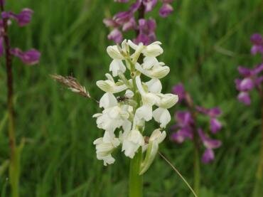 Green Winged orchids (Orchis morio), near Tiptree, Essex, England