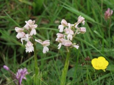 Green Winged orchids (Orchis morio), near Tiptree, Essex, England