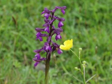 Green Winged orchids (Orchis morio), near Tiptree, Essex, England