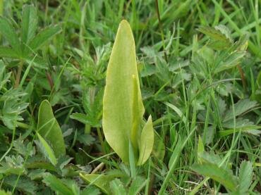 Adder's Tongue (Ophioglossum vulgatum) near Tiptree, Essex, England