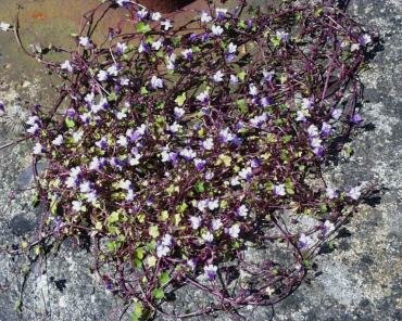 Photograph of Ivy-leaved Toadflax (Cymbalaria muralis) at Porlock Weir, Somerset, England