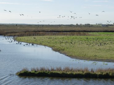 Picture of Brent Geese and Widgeon, Essex Marshes, Tollesbury, Essex, England