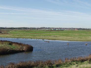 Picture of Brent Geese and Widgeon, the Essex Marshes, Tollesbury, Essex, England