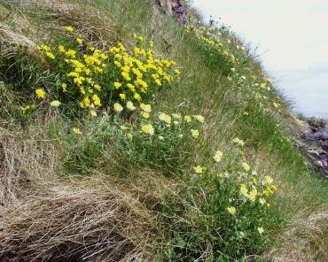 Kidney Vetch (Anthyllis vulneraria) on the cliffs west of Porlock Weir, Somerset, England