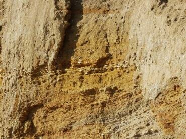 Fossil shells in the Red Crag cliffs, Walton-on-the-Naze, Essex, England