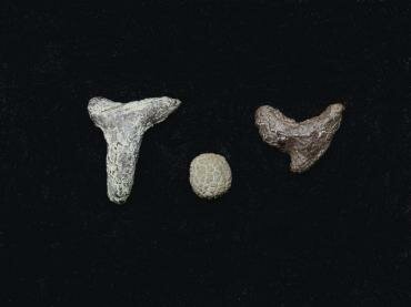 Fossils from the London Clay, Walton-on-the-Naze, Essex, England