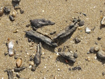 Fossil wood from the London Clay, Walton-on-the-Naze, Essex, England
