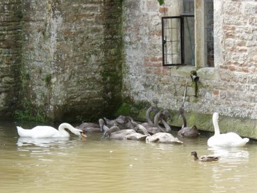 The swans, Bishop's Palace, Wells, Somerset, England