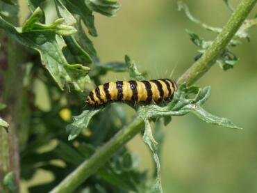 Larva of the Cinnabar Moth on St. Catherine's Hill, Winchester, Hampshire, England