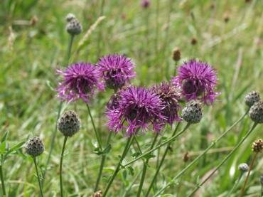 Knapweed on St. Catherine's Hill, Winchester, Hampshire (Hants), England